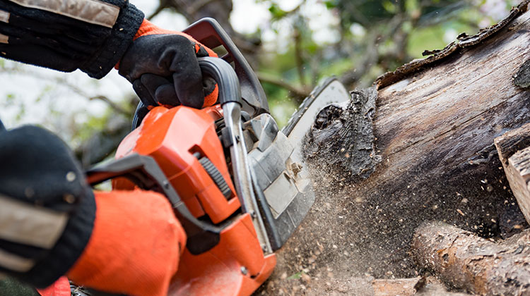 Chainsaw Cutting